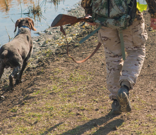 Il chiarimento del Consiglio di Stato sulla sospensione della caccia in Puglia sospensione della caccia in Puglia: cacciatore di spalle con fucile in mano e cane alla sua sinistra