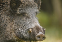 Il controllo faunistico di nuovo davanti alla Consulta controllo faunistico: cinghiale in primo piano