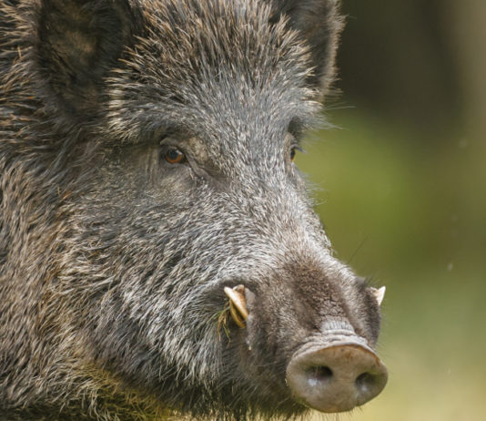 Il controllo faunistico di nuovo davanti alla Consulta controllo faunistico: cinghiale in primo piano