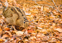 Key concept sulla beccaccia, la sentenza del Consiglio di Stato Key concept sulla beccaccia: beccaccia tra le foglie
