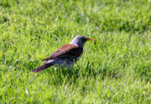 La decisione del Tar sulla cattura dei richiami vivi in Lombardia cattura dei richiami vivi in Lombardia: cesena in un prato