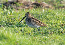 Monitoraggio del beccaccino e del frullino: Federcaccia organizza corso di formazione monitoraggio del beccaccino