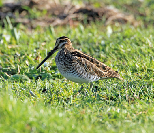 Monitoraggio del beccaccino e del frullino: Federcaccia organizza corso di formazione monitoraggio del beccaccino