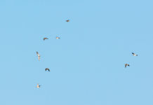 Monitoraggio della fauna migratoria, l’iniziativa della Federcaccia monitoraggio della fauna migratoria: beccacce in volo