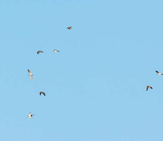 Monitoraggio della fauna migratoria, l’iniziativa della Federcaccia monitoraggio della fauna migratoria: beccacce in volo