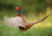 Nuovo ricorso sul calendario venatorio della Puglia calendario venatorio della Puglia: fagiano a terra dopo volo