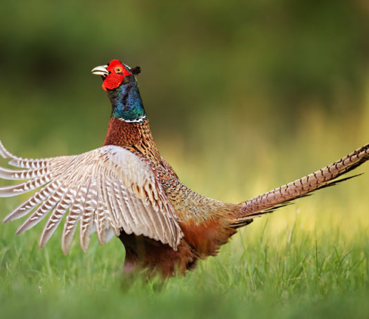 Nuovo ricorso sul calendario venatorio della Puglia calendario venatorio della Puglia: fagiano a terra dopo volo