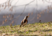 Richiami vivi, la Lombardia va allo scontro richiami vivi: cesena in un prato
