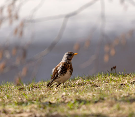 Richiami vivi, la Lombardia va allo scontro richiami vivi: cesena in un prato