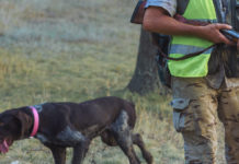 Rinviata la decisione sul calendario venatorio della Toscana rinviata la decisione sul calendario venatorio della Toscana: cacciatore con fucile a fianco di un cane