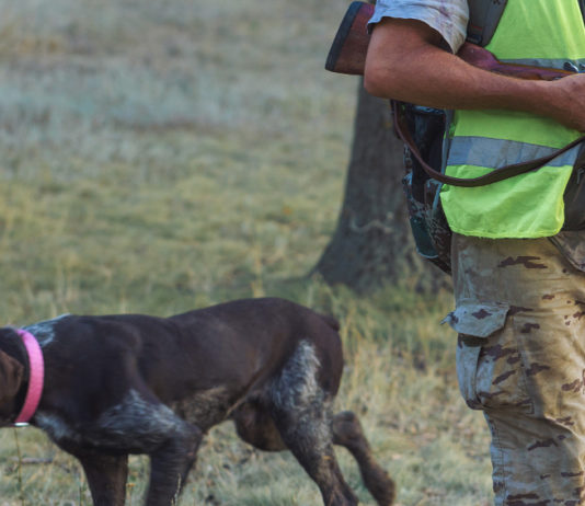 Rinviata la decisione sul calendario venatorio della Toscana rinviata la decisione sul calendario venatorio della Toscana: cacciatore con fucile a fianco di un cane