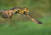 Rotte dell’avifauna migratoria, la sentenza del Consiglio di Stato rotte dell'avifauna migratoria: tordo bottaccio in volo