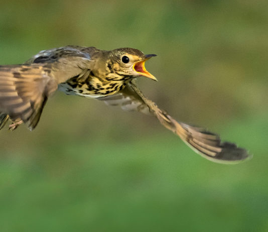 Rotte dell’avifauna migratoria, la sentenza del Consiglio di Stato rotte dell'avifauna migratoria: tordo bottaccio in volo