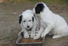 Alimentazione del cane: guida alla scelta Alimentazione del cane