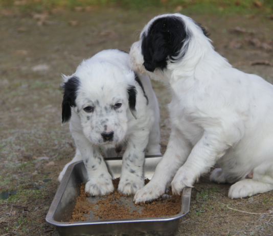 Alimentazione del cane: guida alla scelta Alimentazione del cane