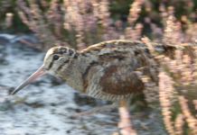 Beccaccia in Europa, in Italia e in Calabria: un convegno il 9 novembre a Palmi beccaccia