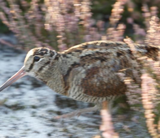 Beccaccia in Europa, in Italia e in Calabria: un convegno il 9 novembre a Palmi beccaccia