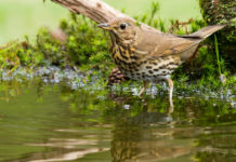 Sentenza del Tar sul calendario venatorio della Liguria calendario venatorio della Liguria: tordo bottaccio in una zona umida