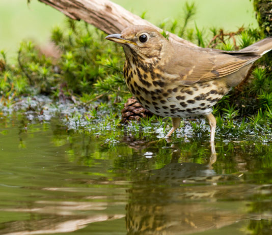 Sentenza del Tar sul calendario venatorio della Liguria calendario venatorio della Liguria: tordo bottaccio in una zona umida