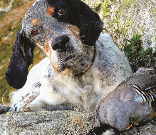Sentieri di Caccia novembre 2019 in edicola dal 28 ottobre foto di copertina sentieri di caccia novembre 2019: setter inglese con tortora