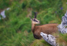 Cacciare a Palla novembre 2019 in edicola dal 17 ottobre foto di copertina cacciare a palla novembre 2019: un camoscio fotografato sul Monte Generoso, in Svizzera, da Riccardo Tamburini