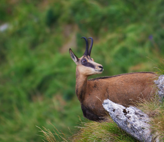 Cacciare a Palla novembre 2019 in edicola dal 17 ottobre foto di copertina cacciare a palla novembre 2019: un camoscio fotografato sul Monte Generoso, in Svizzera, da Riccardo Tamburini