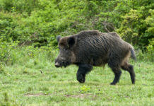 Caccia di selezione al cinghiale in Campania, pronti a partire caccia di selezione al cinghiale in Campania: cinghiale in un prato