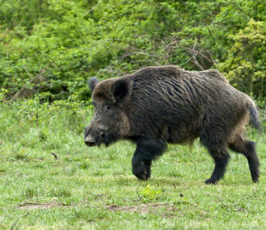 Caccia di selezione al cinghiale in Campania, pronti a partire caccia di selezione al cinghiale in Campania: cinghiale in un prato