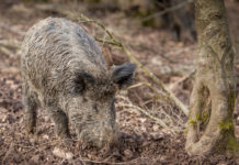 Cacciatori e controllo faunistico, Rolfi torna all’attacco cacciatori e controllo faunistico: grufolamento cinghiale