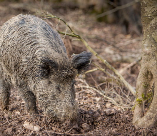 Cacciatori e controllo faunistico, Rolfi torna all’attacco cacciatori e controllo faunistico: grufolamento cinghiale