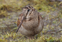 Calendario venatorio della Toscana: il commento della Confederazione dopo la sentenza del Tar calendario venatorio della Toscana commento CCT: beccaccia in primo piano
