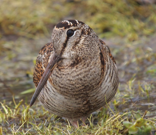 Calendario venatorio della Toscana: il commento della Confederazione dopo la sentenza del Tar calendario venatorio della Toscana commento CCT: beccaccia in primo piano