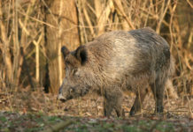 Cattura dei cinghiali in Liguria: la Regione su abbattimenti e trasferimenti cattura dei cinghiali: cinghiale in un prato