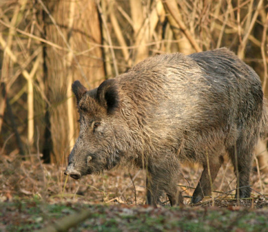 Cattura dei cinghiali in Liguria: la Regione su abbattimenti e trasferimenti cattura dei cinghiali: cinghiale in un prato
