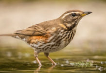 Cattura dei richiami vivi in Lombardia, governo annulla delibera cattura dei richiami vivi in Lombardia: tordo sassello