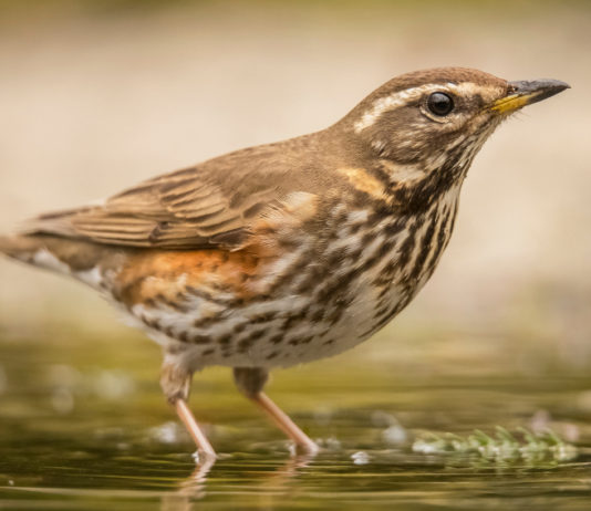Cattura dei richiami vivi in Lombardia, governo annulla delibera cattura dei richiami vivi in Lombardia: tordo sassello