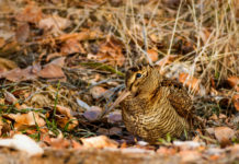 Chiusura della caccia alla beccaccia in Toscana: la decisione del Tar Chiusura della caccia alla beccaccia in Toscana la decisione del Tar