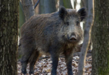Controllo degli ungulati: ecco il corso per operatore abilitato controllo degli ungulati: cinghiale nella foresta