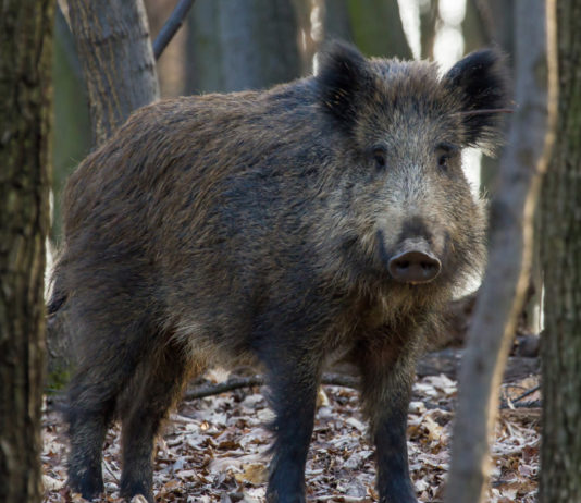 Controllo degli ungulati: ecco il corso per operatore abilitato controllo degli ungulati: cinghiale nella foresta