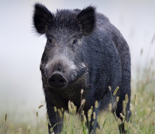 Controllo faunistico, Cia-Agricoltori rilancia la necessità degli ausiliari controllo faunistico: cinghiale in primo piano