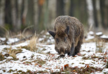Emergenza ungulati, la posizione di Una Onlus sul ruolo dei cacciatori emergenza ungulati: cinghiale nella neve