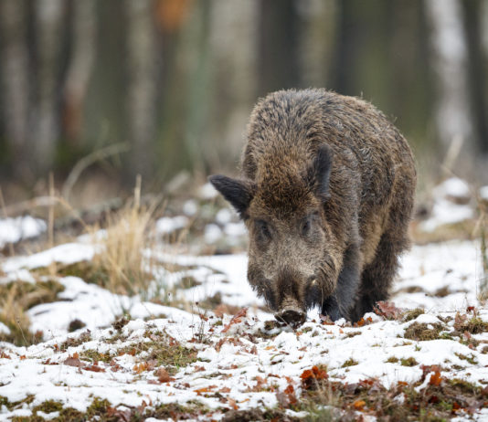 Emergenza ungulati, la posizione di Una Onlus sul ruolo dei cacciatori emergenza ungulati: cinghiale nella neve