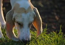 Prove per segugi: verso la finale della 14ª Coppa Italia Gare per segugi, porcelaine segue la traccia di una lepre