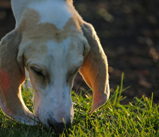 Prove per segugi: verso la finale della 14ª Coppa Italia Gare per segugi, porcelaine segue la traccia di una lepre
