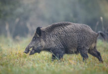 Gestione degli ungulati in Toscana, consiglio regionale approva nuova legge Gestione degli ungulati in Toscana: cinghiale in un prato