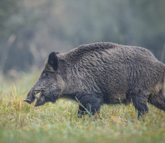 Gestione degli ungulati in Toscana, consiglio regionale approva nuova legge Gestione degli ungulati in Toscana: cinghiale in un prato