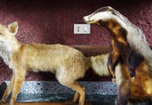 Imbalsamazione di specie non cacciabili: la sentenza della Corte costituzionale Imbalsamazione di specie non cacciabili la sentenza della Corte costituzionale