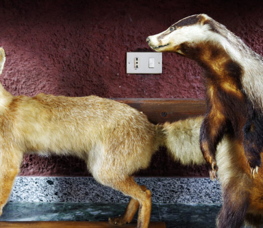 Imbalsamazione di specie non cacciabili: la sentenza della Corte costituzionale Imbalsamazione di specie non cacciabili la sentenza della Corte costituzionale