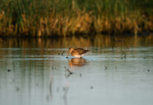 Key concept sulla migratoria: come gestire le difformità tra Stati limitrofi? key concept sulla migratoria: beccaccia su un lago