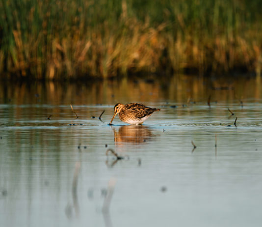 Key concept sulla migratoria: come gestire le difformità tra Stati limitrofi? key concept sulla migratoria: beccaccia su un lago